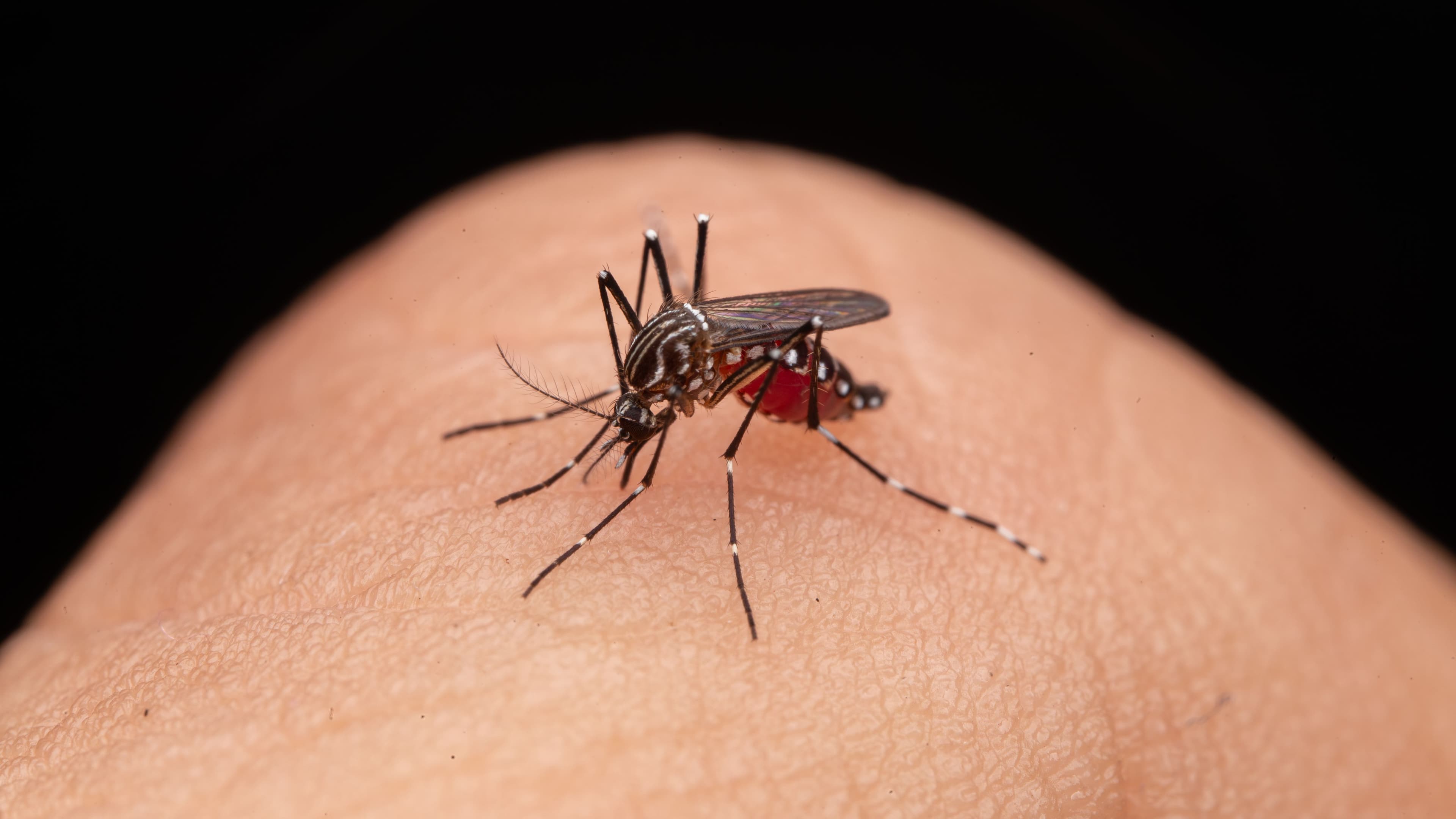 Chikungunya: Gejala, Penyebab, dan Bedanya dengan DBD