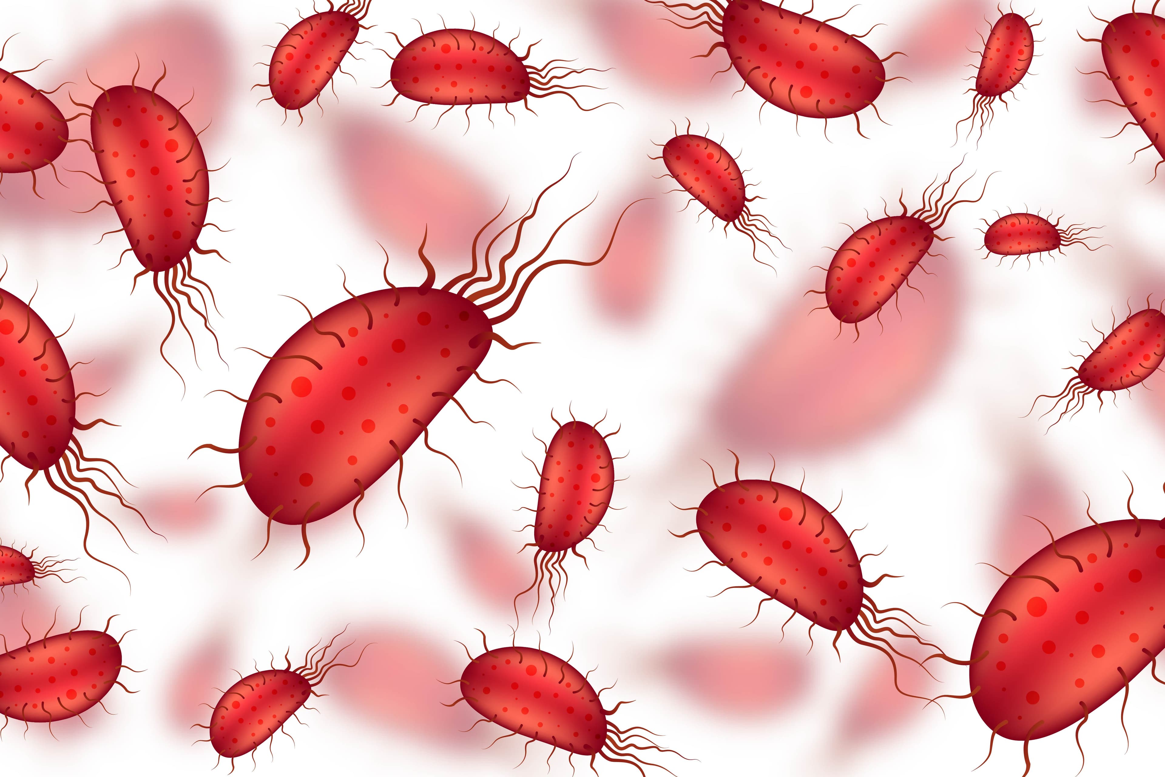 Brucellosis: Penyebab, Gejala, Pengobatan, dan Cara Pencegahannya