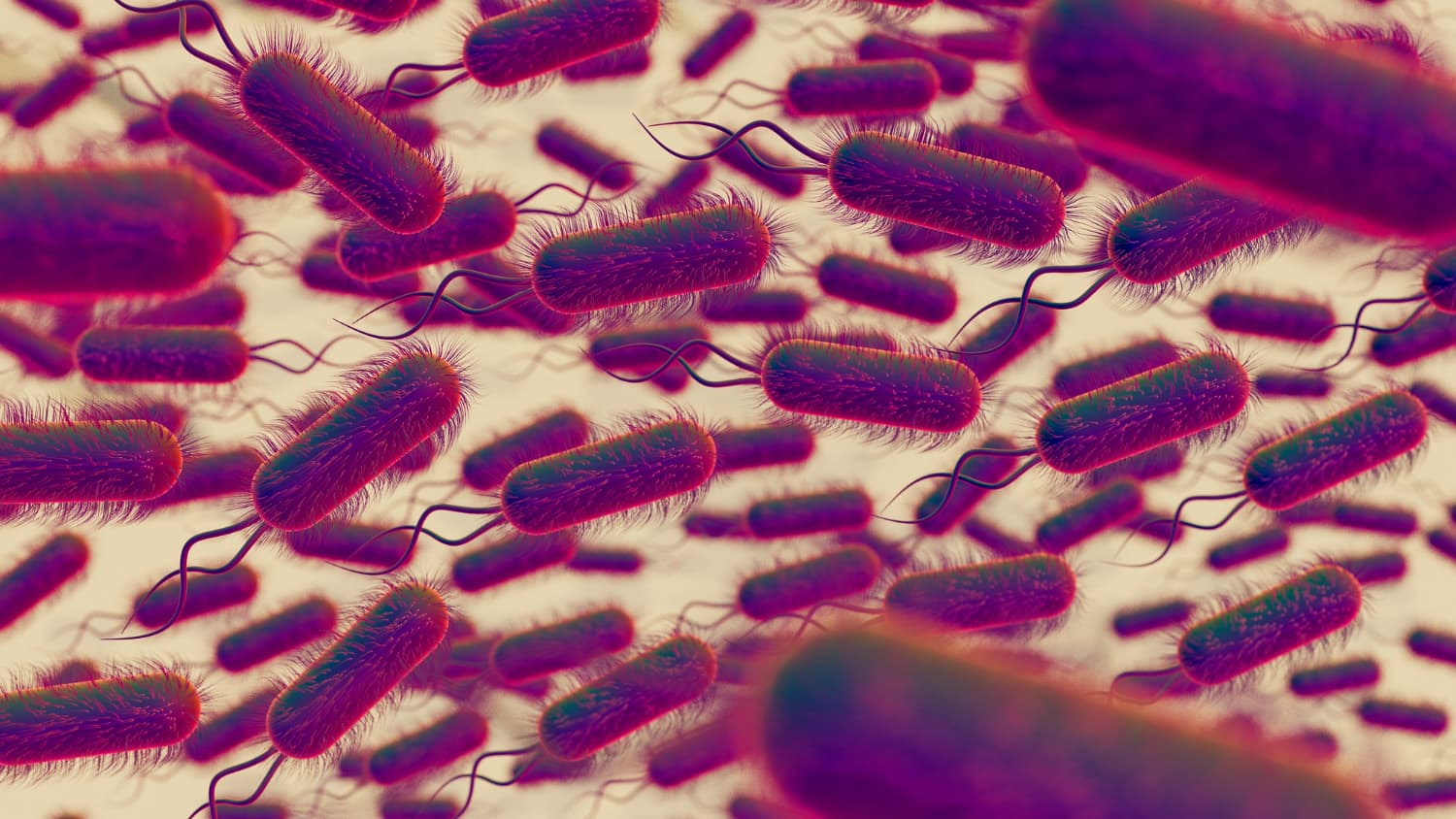 Salmonella: Jenis, Gejala Infeksi, Penyebab, dan Cara Pencegahannya