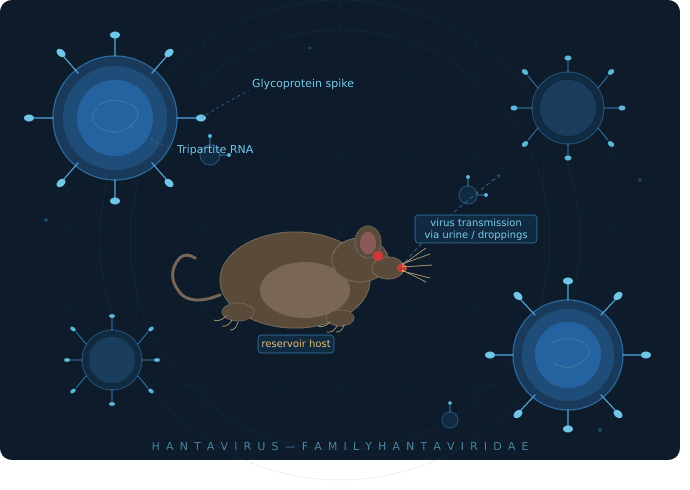 ilustrasi pencegahan hantavirus dan tikus sebagai pembawa virus