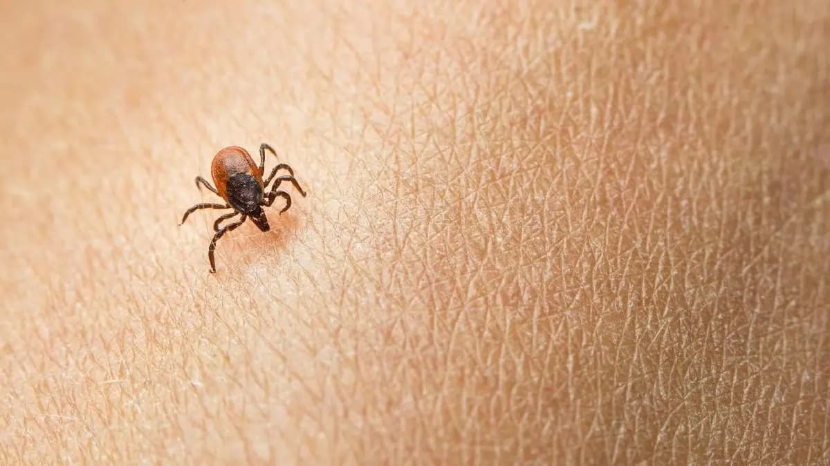 Virus Oz: Ancaman Baru yang Perlu Diwaspadai!