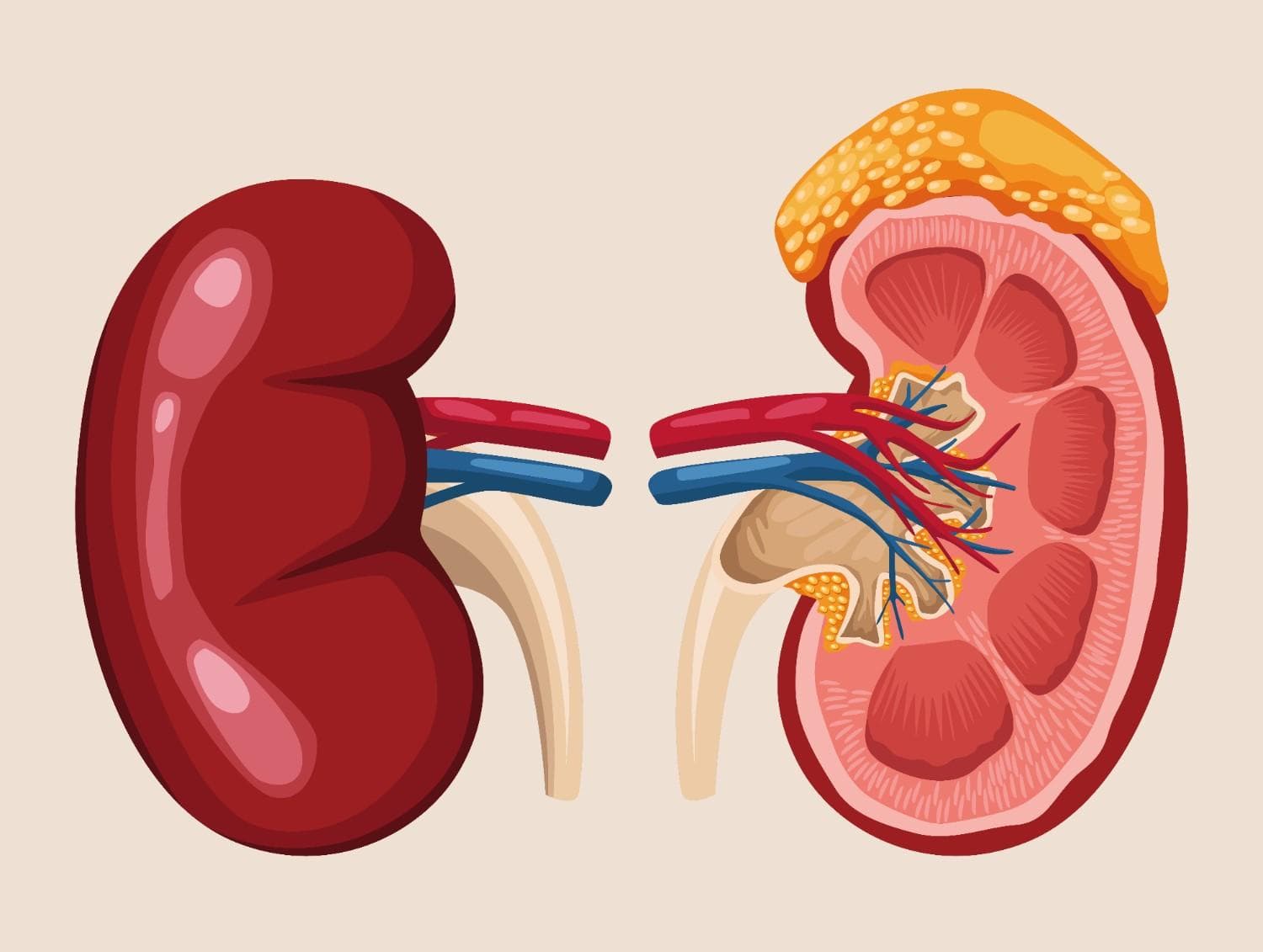 Panduan Cek Ginjal Lengkap: Tahapan & Tes Penting