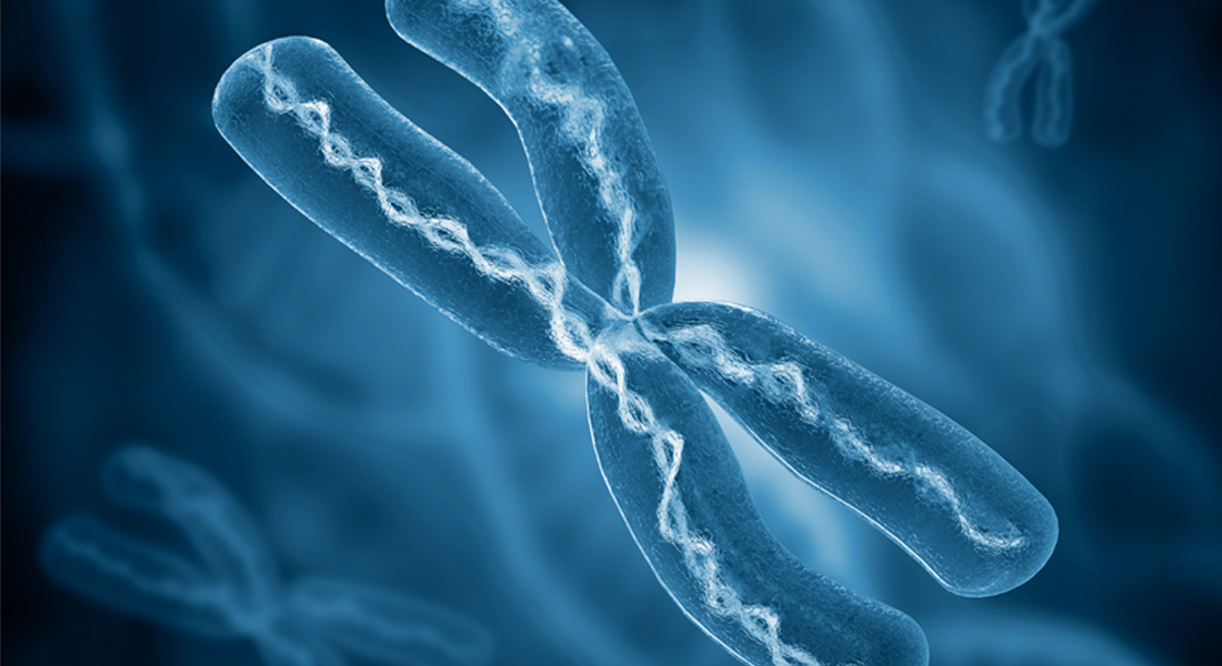 Kariotipe Kromosom